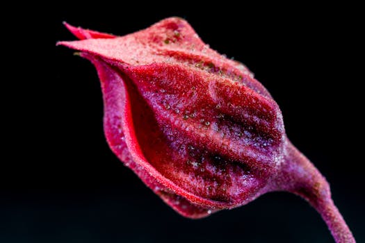 Red Flower Bud
