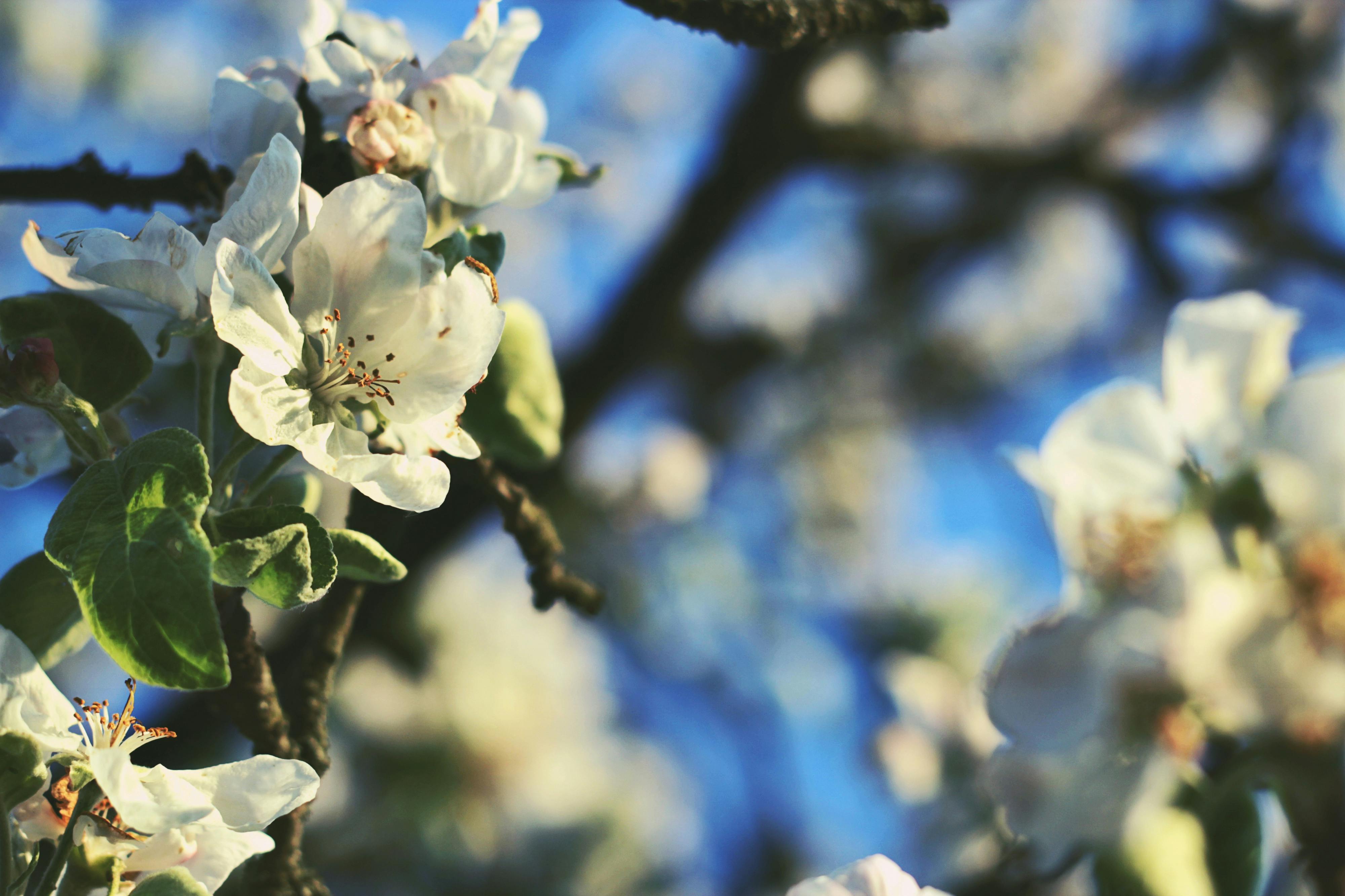 Selective Focus Photo of White Petaled Flowers · Free Stock Photo