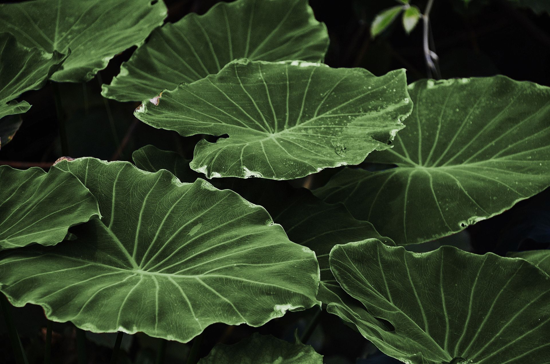 Green Heart Shape Leaf