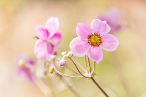 Free Closeup of blooming pink flowers of Japanese Anemone with delicate petals in sunny day in garden Stock Photo