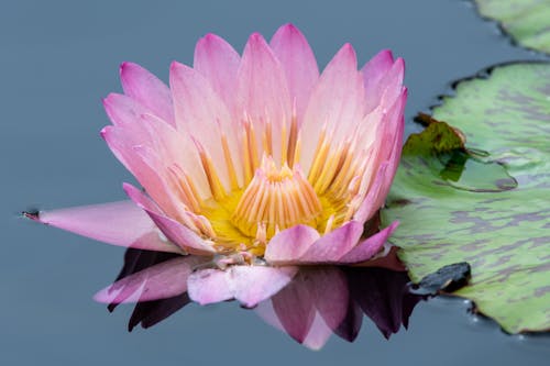 Blooming pink lotus flower floating in transparent water