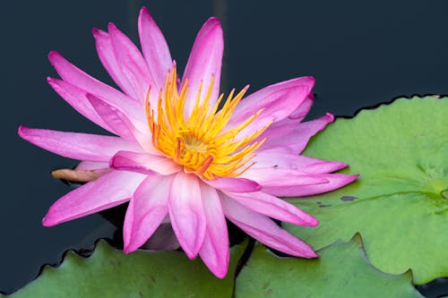 Bright pink lotus growing in dark water near green leaves