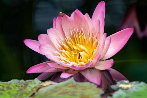 Free Big gentle pink flower of water lily in pond Stock Photo