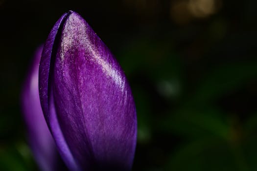 Photo of Purple Petaled Flower