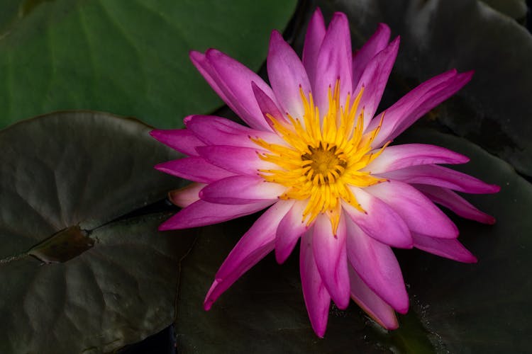 Bright Violet Lotus Flower Swimming Amidst Dark Green Leaves