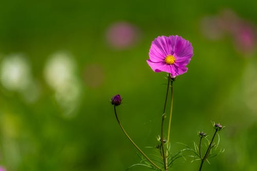 Blooming pink flower growing in green field