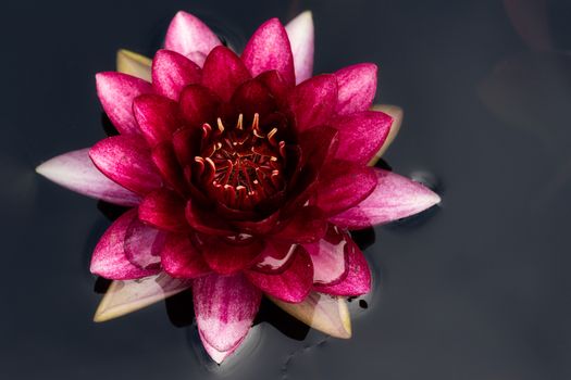 From above of delicate Nymphaea tetragona flower with bright fuchsia petals growing in pond water