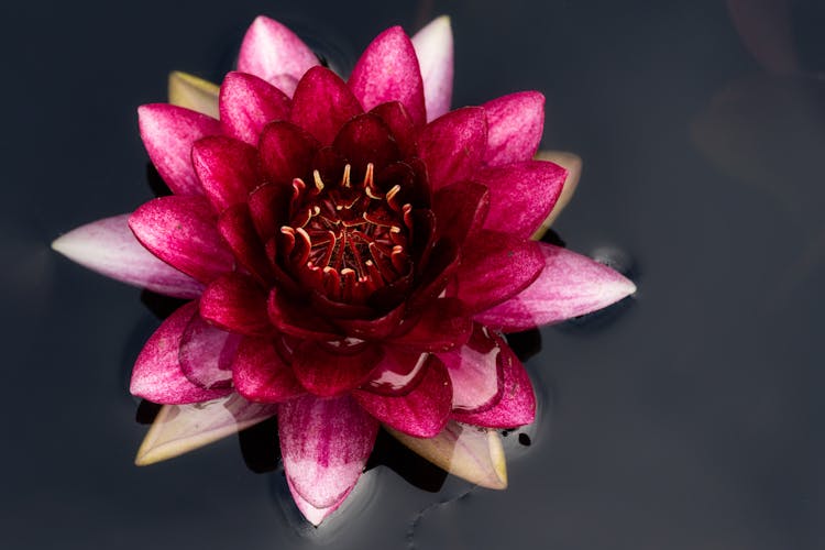 Blooming Water Lily Aquatic Plant In Lake