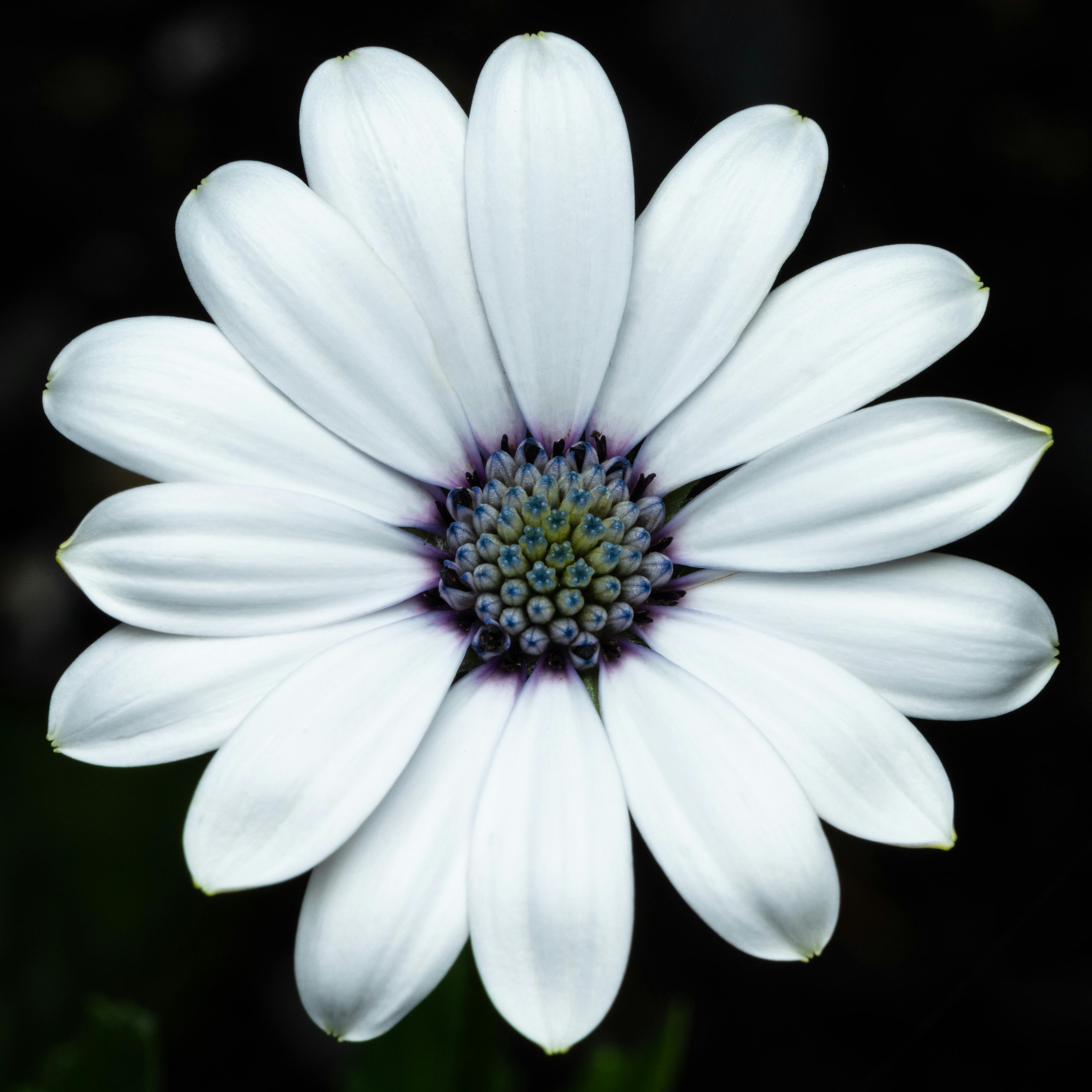 Closeup of fragrant Cape marguerite flower with gentle white petals and purple pestle against black background