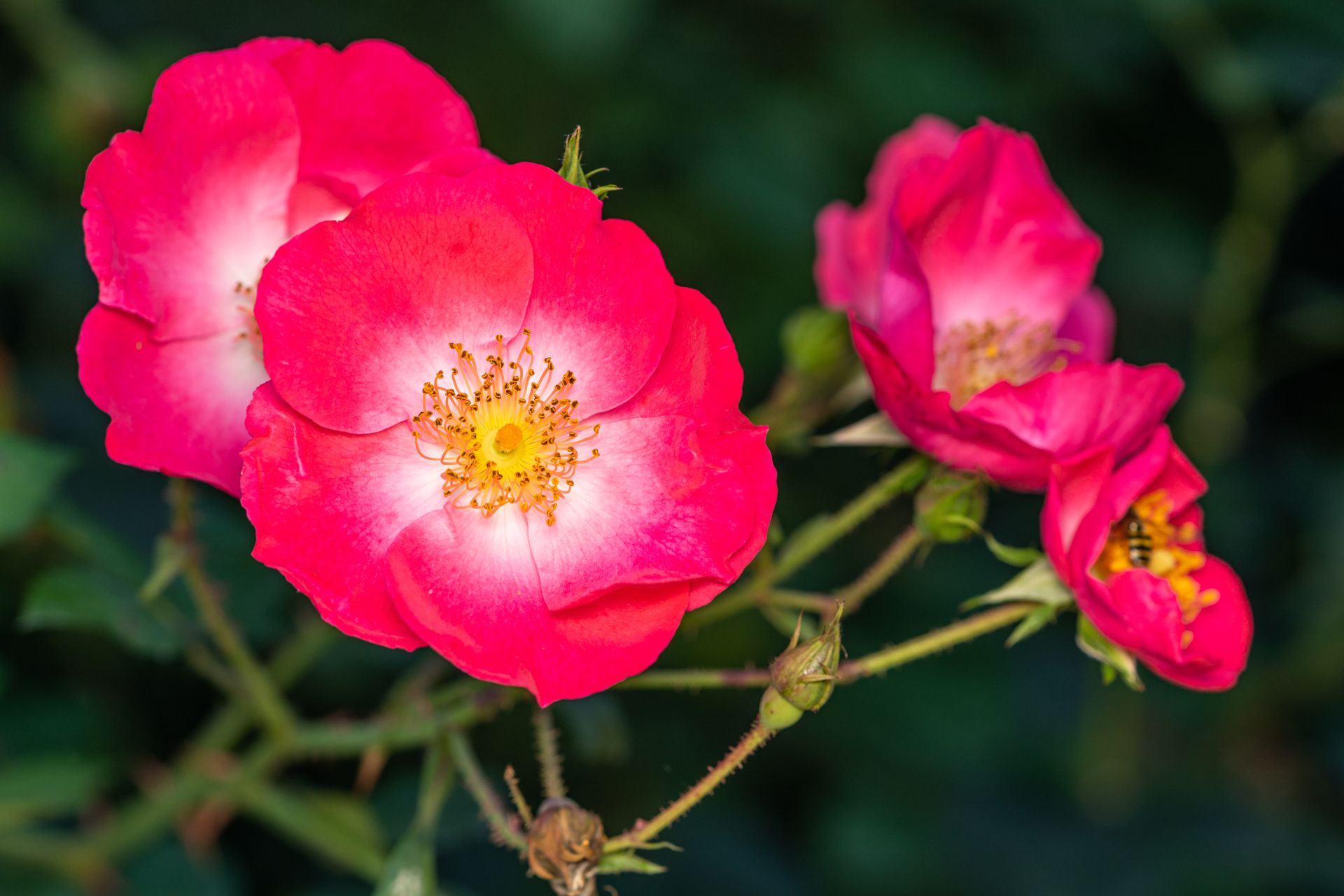 Close-up of vibrant pink wild roses in a serene garden, showcasing delicate petals and natural elegance.