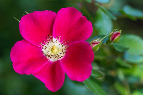 From above closeup of blooming wild prairie rose with bright pink petals growing in lush green garden in daylight