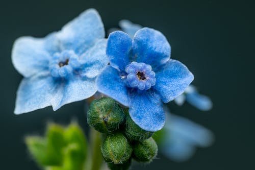 Δωρεάν στοκ φωτογραφιών με cynoglossum amabile, macro, ανάπτυξη