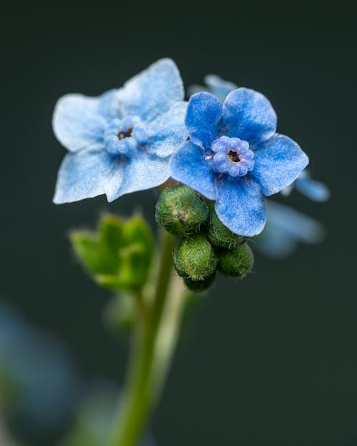 Free Closeup bunch of delicate blooming Cynoglossum amabile flowers with blue petals growing in garden Stock Photo