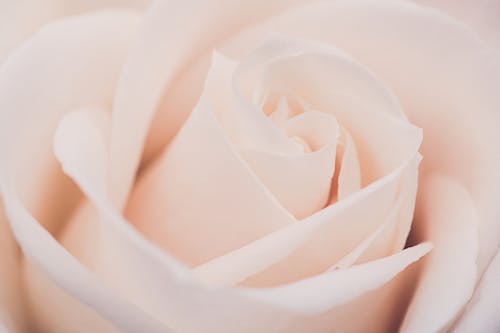 Elegant pastel rose with gentle petals in daylight