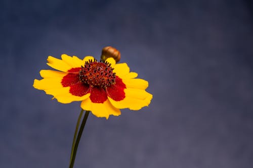 Blooming Coreopsis tinctoria flower with thin petals