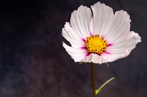 Free From above of tender garden cosmos flower with thin textured white petals and yellow pestle against blurred background Stock Photo
