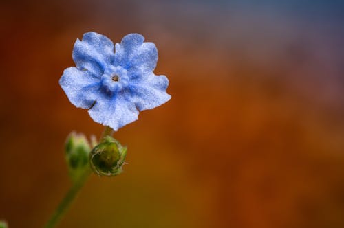Free Tender blue Cynoglossum amabile flower in daytime Stock Photo