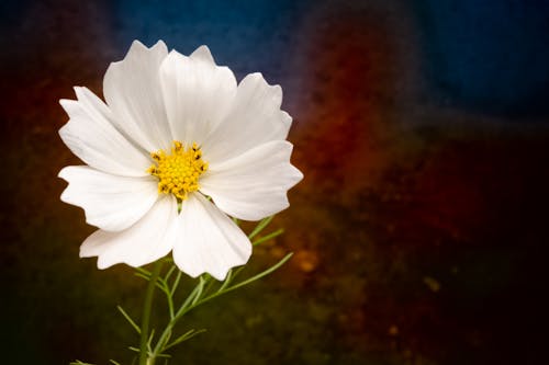 Tender white Cosmos bipinnatus flower with textured petals and thin green stem growing in garden in daylight