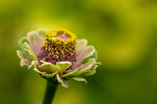 Free Closeup of delicate blooming common zinnia flower with tender petals and textured pestle growing in green garden Stock Photo