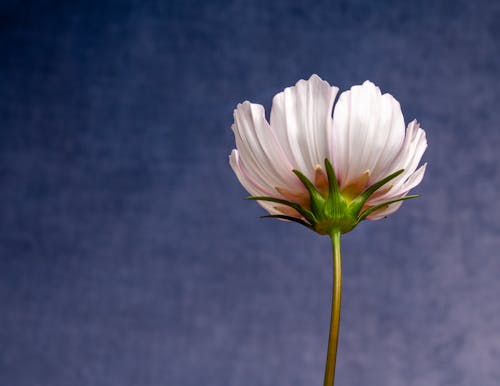 Δωρεάν στοκ φωτογραφιών με cosmos bipinnatus, ανάπτυξη, ανθίζω