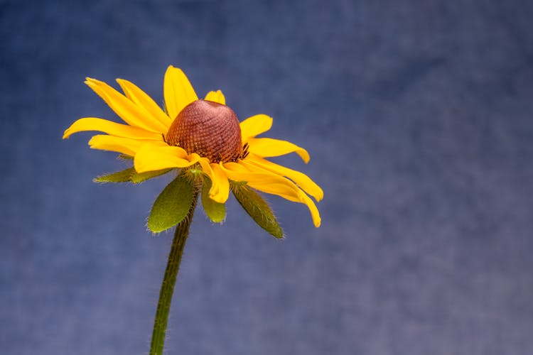 Yellow Rudbeckia Hirta Flower Against Blue Sky