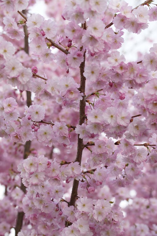 Безкоштовне стокове фото на тему «дерево, квіти, квітка» стокове фото