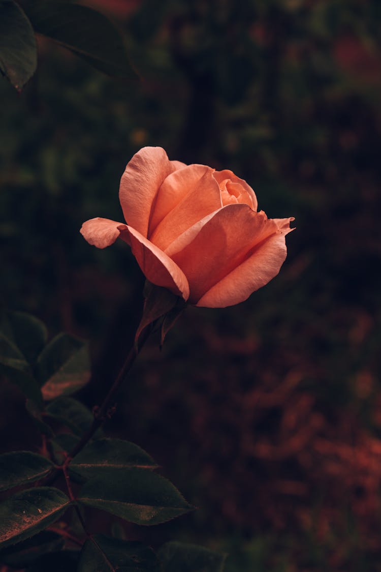 Salmon Pink Rose Bud