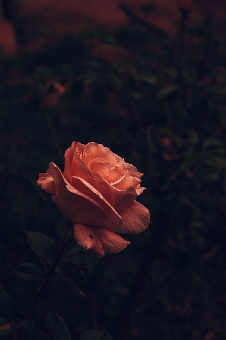 Single Hybrid Tea Rose