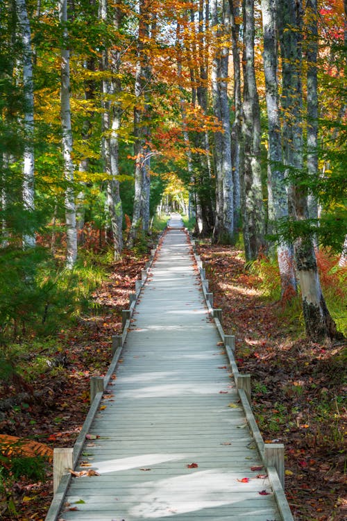 Empty narrow boardwalk amidst tall trees with colorful leaves in forest on sunny autumn day