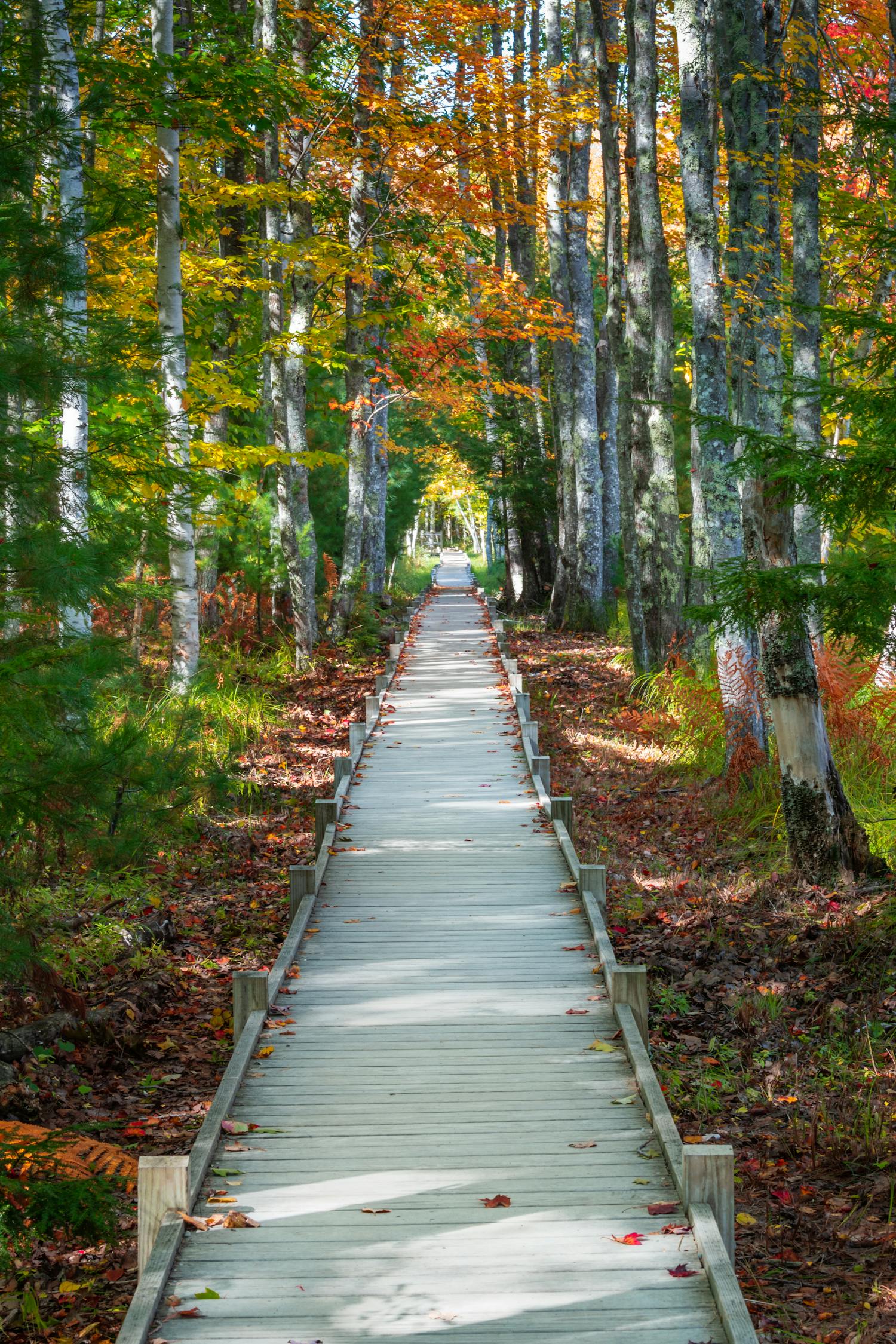 Colorful Tree Path Wooden path between colorful autumn trees in woods · Free Stock Photo