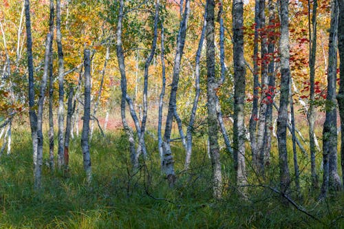 Autumn forest with colorful foliage in sunlight