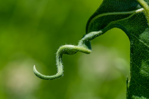 Green plant with prickly stem in summer