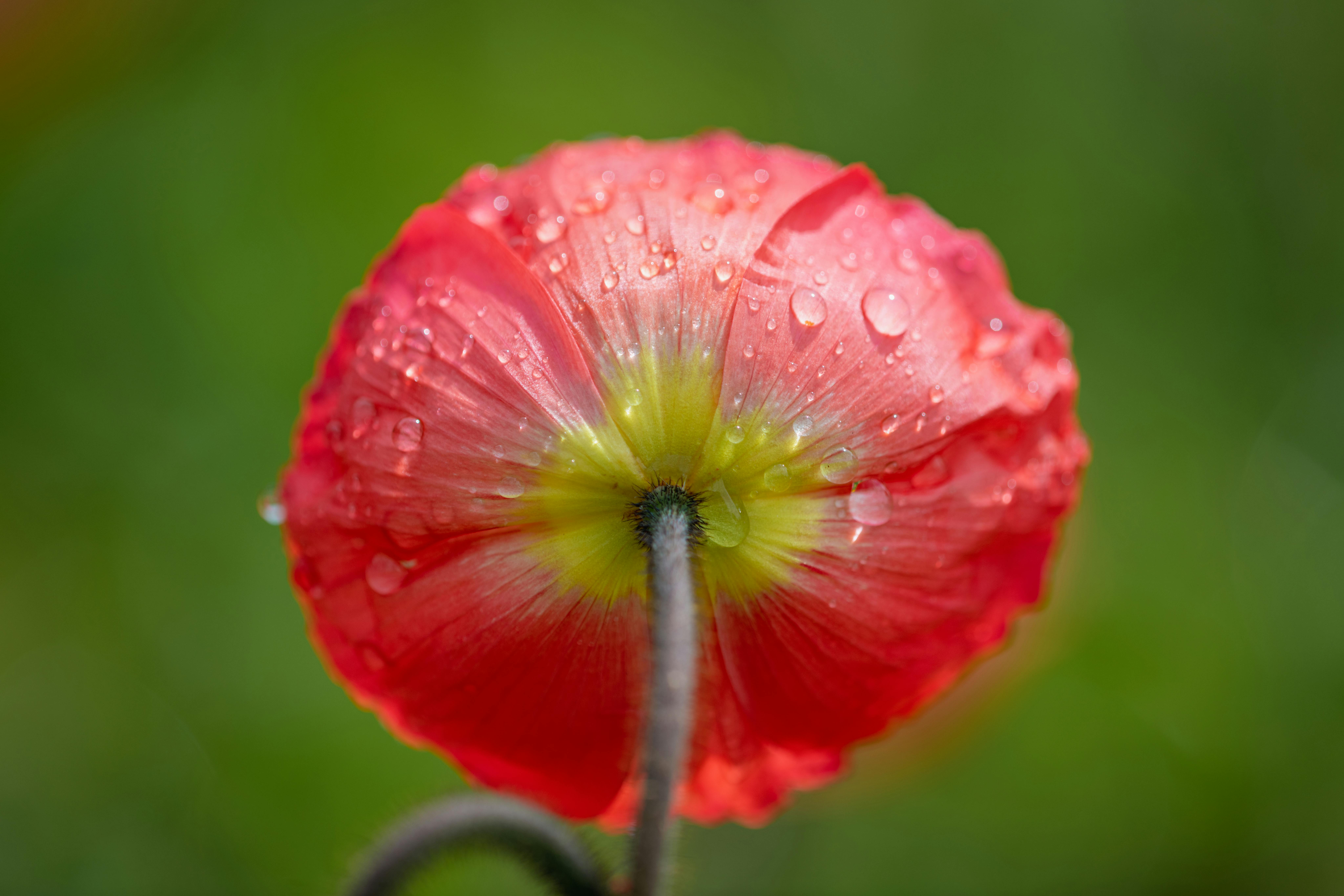 스마트폰에 무선 이어폰 연결 중
