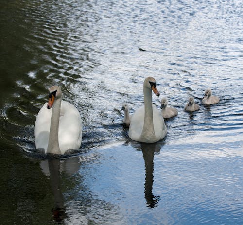 Free stock photo of swans