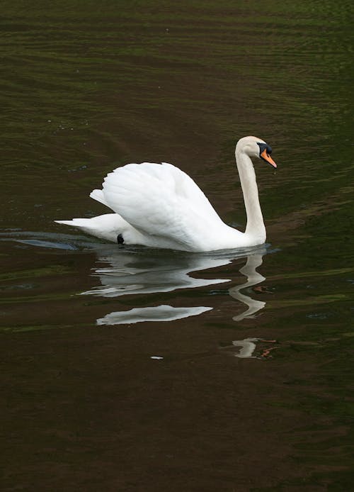 Free stock photo of swan, water birds