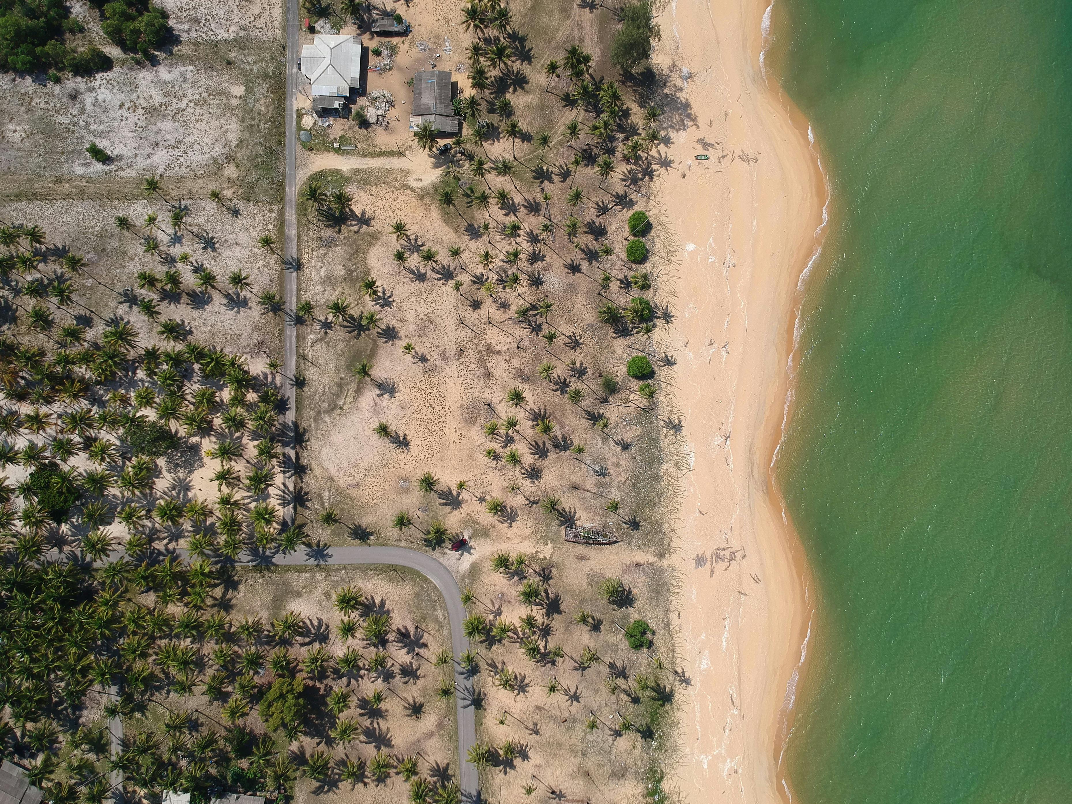 aerial photography of seashore with coconut trees