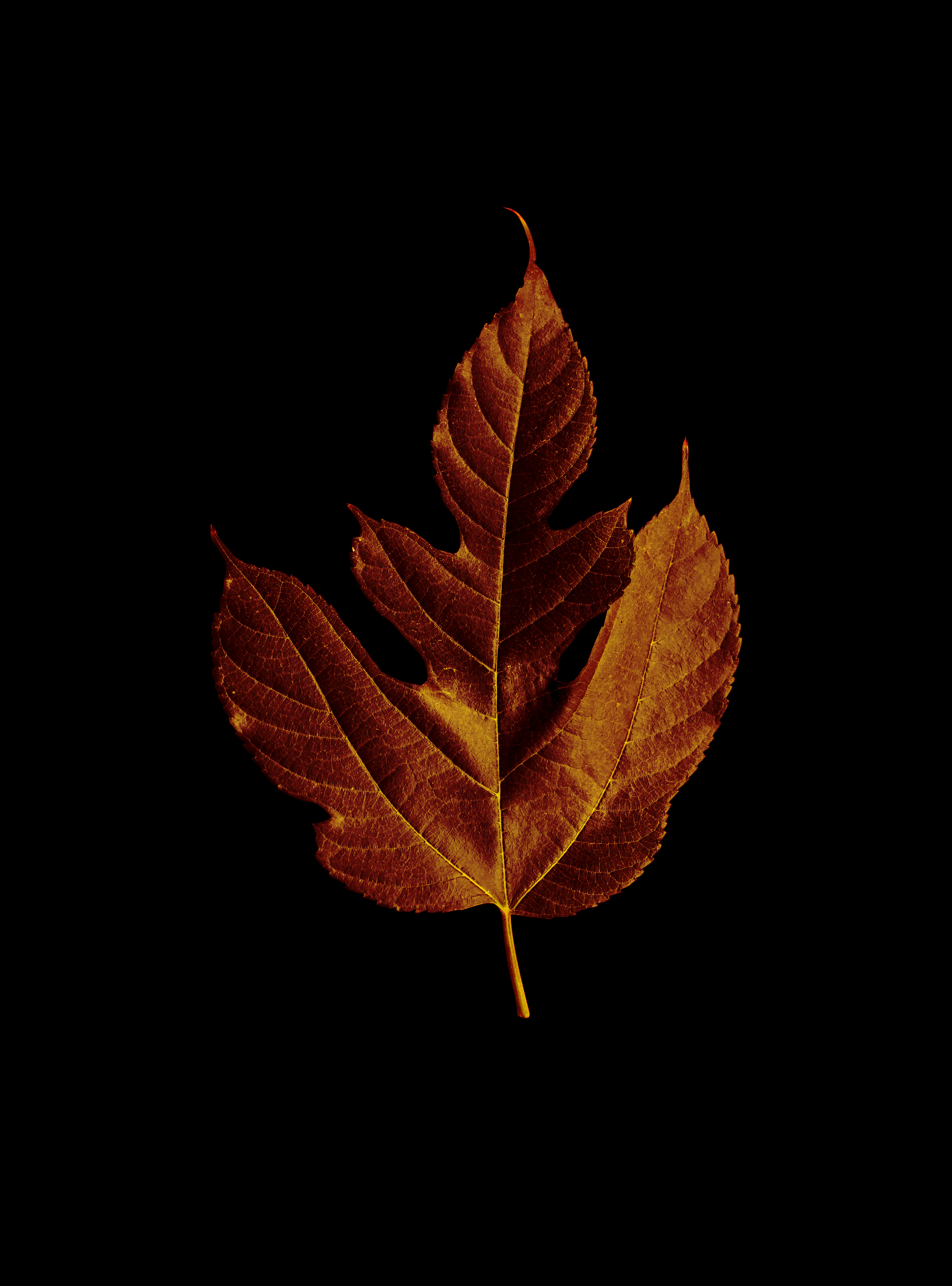 Detailed view of a single dried brown leaf isolated on a black background, emphasizing texture.