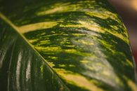 花园中生长的外来植物绿叶纹理特写