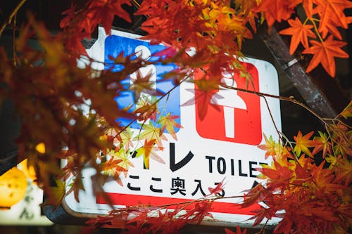 Colorful electric signboard showing public toilets hanging under trees with bright foliage in night