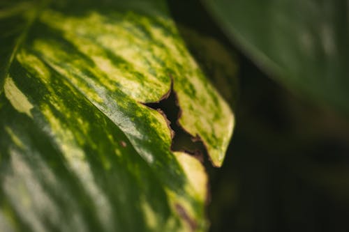 Closeup of textured green and yellow leaf with insecticidal treatment growing among fresh greenery in garden