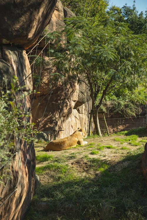 Young lioness lying on grassy meadow in lush tropical forest on sunny weather