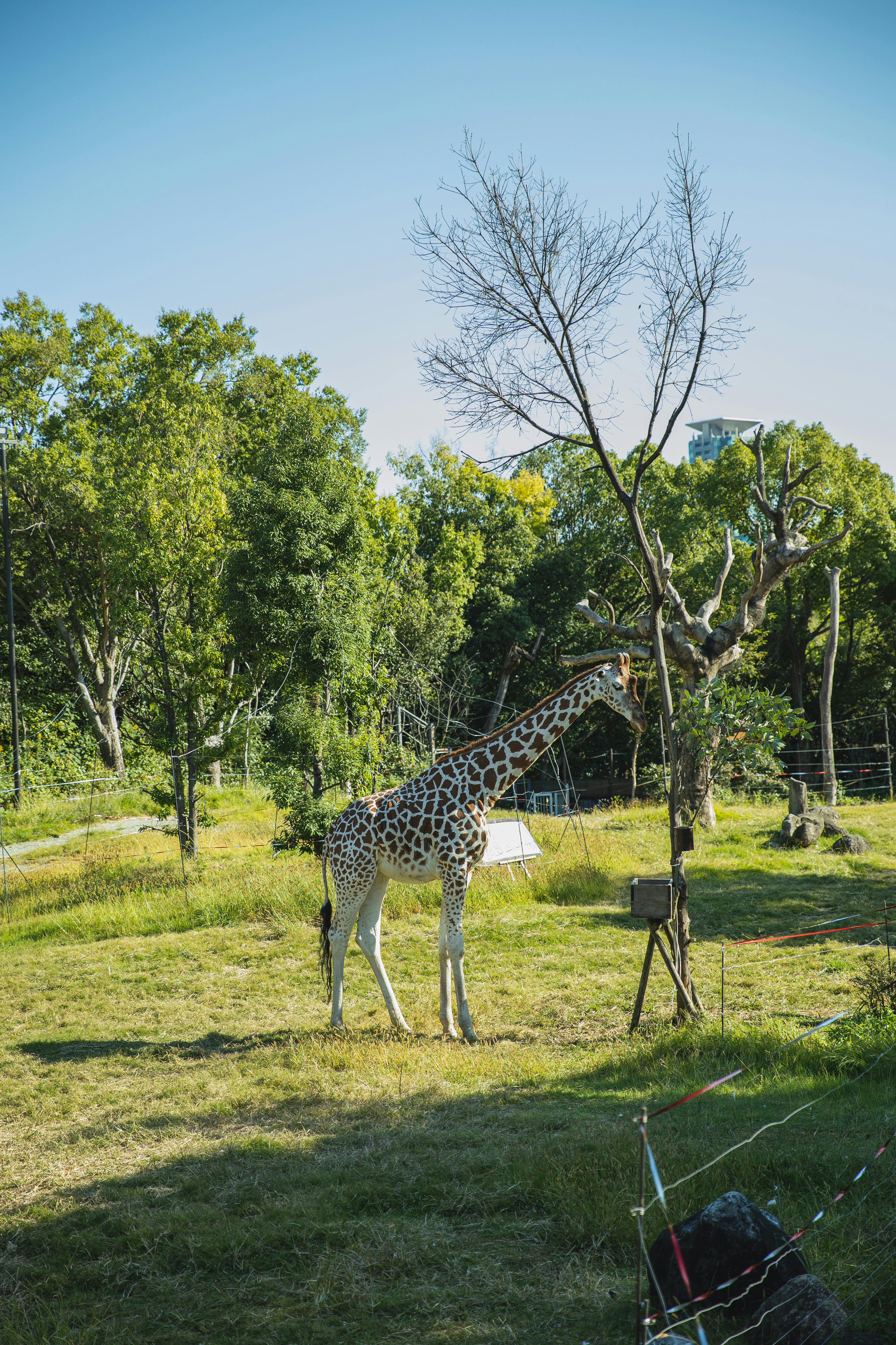 What are 3 ways to preserve fruits?