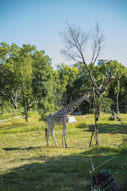 Żyrafa Stojąca W Bujnym Parku Narodowym