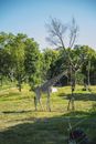 Young giraffe with graceful long neck standing near tree in abundant tropical forest in habitat on sunny day
