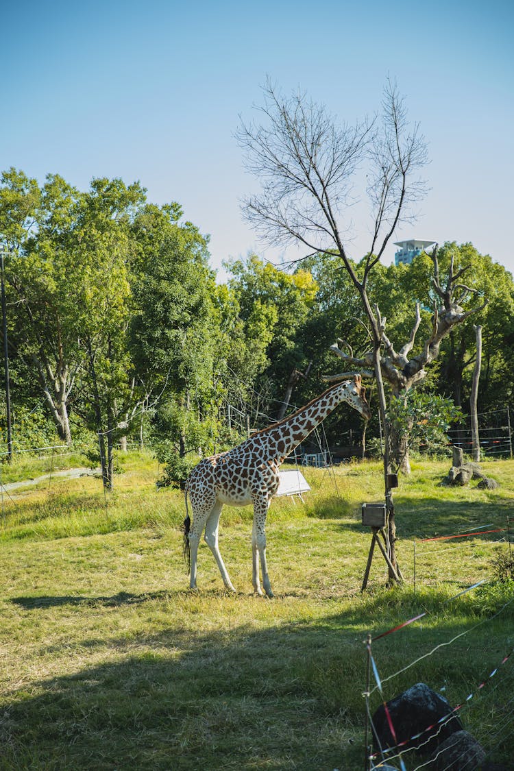 Giraffe Standing In Lush National Park