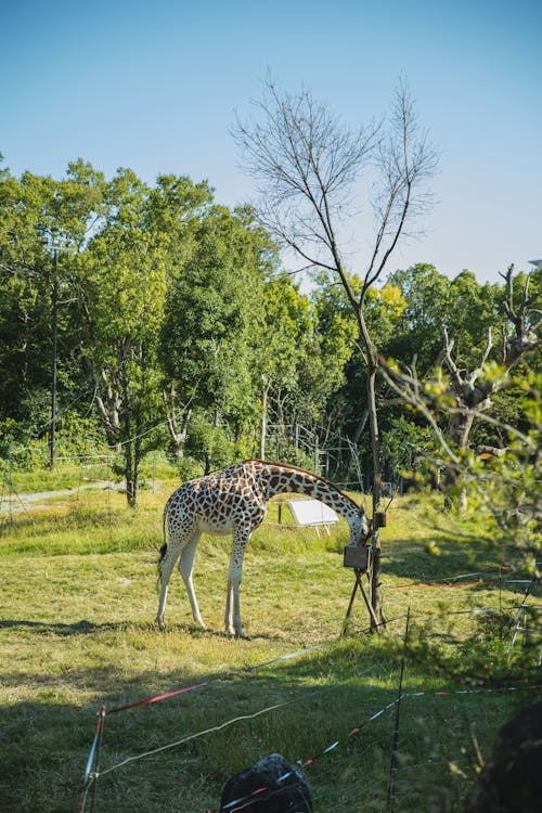 Girafe Mignonne Mangeant De La Mangeoire Dans Le Parc De Conservation
