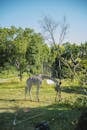 Cute giraffe eating from feeder in conservation park
