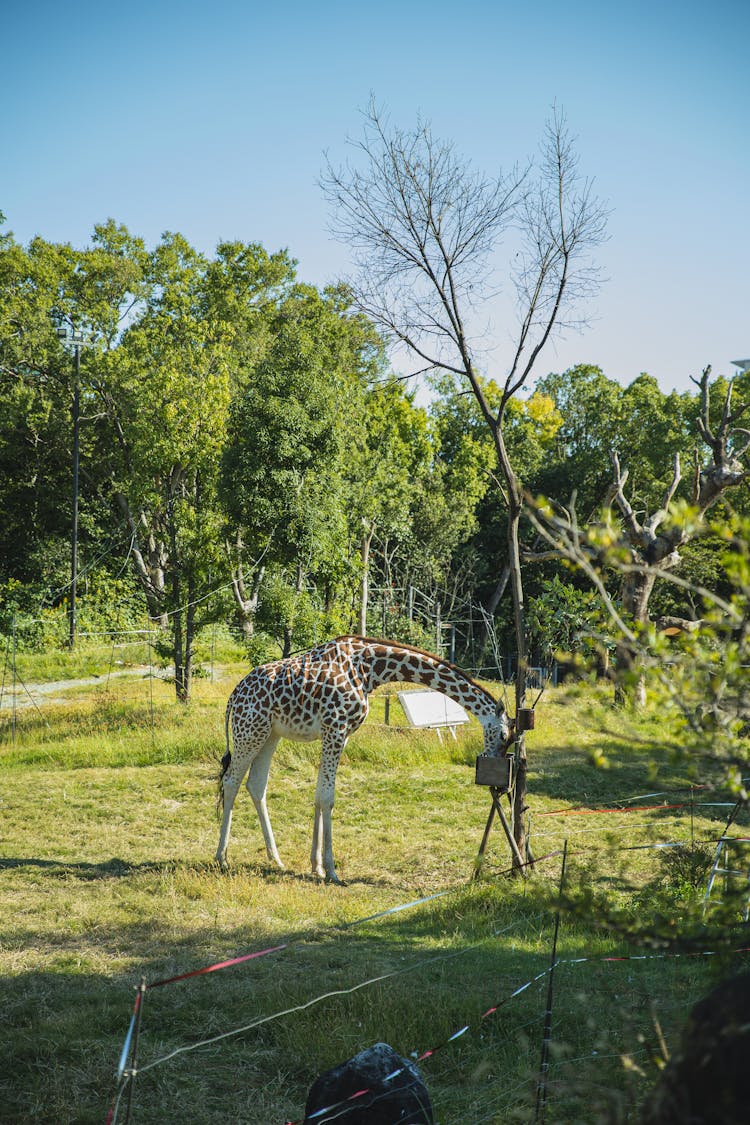 Cute Giraffe Eating From Feeder In Conservation Park