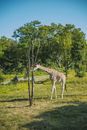 Wild giraffe eating green tree leaves while grazing in lush savanna on sunny warm day