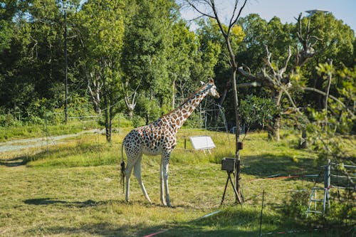 Жираф стоит в солнечном зеленом святилище